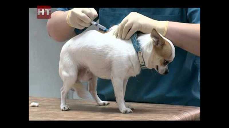После прививки у собаки шишка на холке