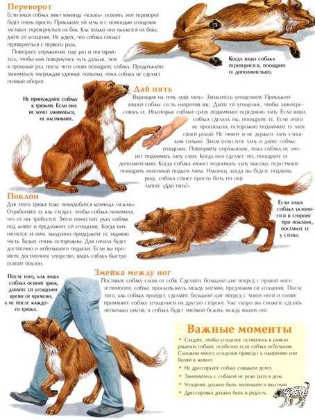 Дрессировка собак: как тренировать животное, выбор кинолога или самостоятельные занятия, основные правила и ошибки