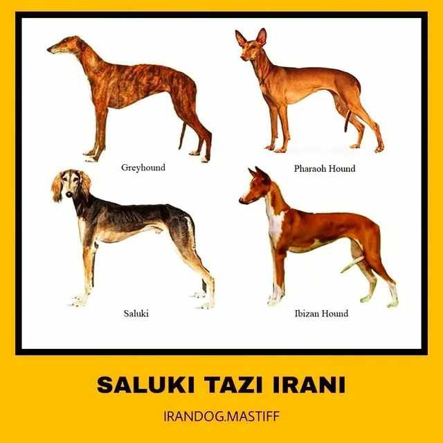 Первые породы собак