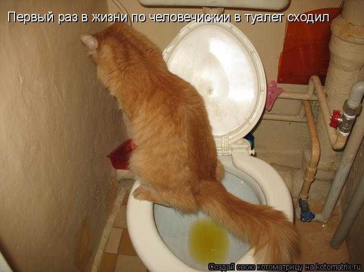 5 причин почему кот не может сходить в туалет - симптомы и лечение