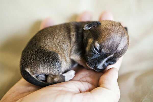 Самая маленькая в мире собака: порода, цена. топ 20 пород самых маленьких собак в мире
