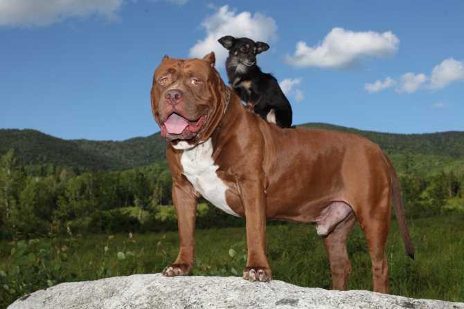 Самая большая собака в мире - смотрим на топ-10 гигантов