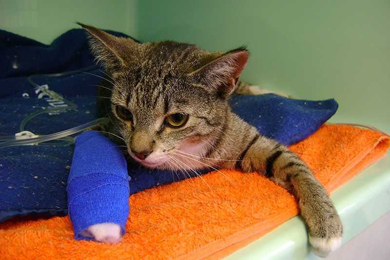 Паралич у кошек: передних и задних конечностей, болезни вызывающие паралич, лечение и восстановление