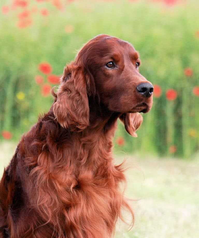 Сеттер (54 фото): описание английского сеттера и других пород. собаки черного, красного, рыжих и других окрасов. выбор щенка