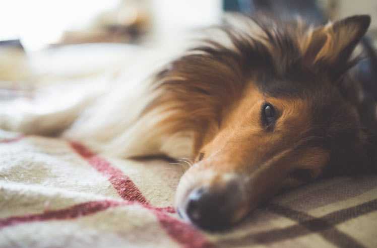 Судороги у собаки – причины, симптомы и лечение 2021