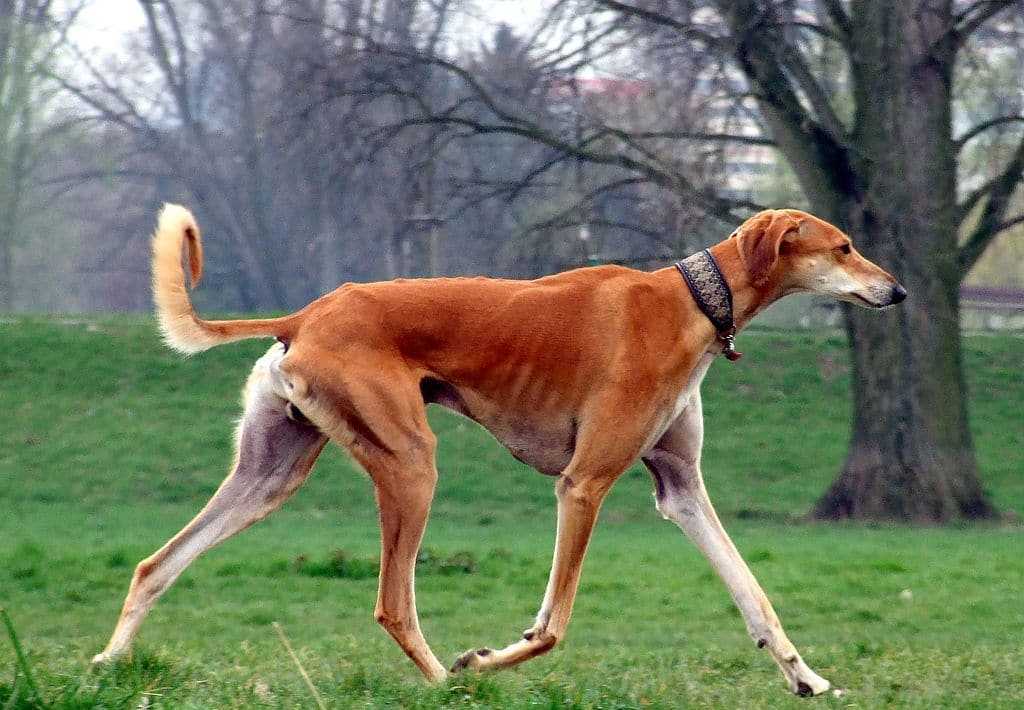 Самые древние породы собак в мире | интересный сайт