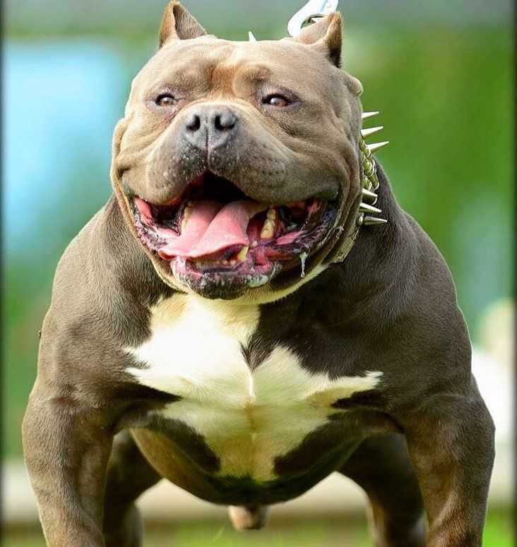 Самые злые собаки в мире: топ-10 | фото