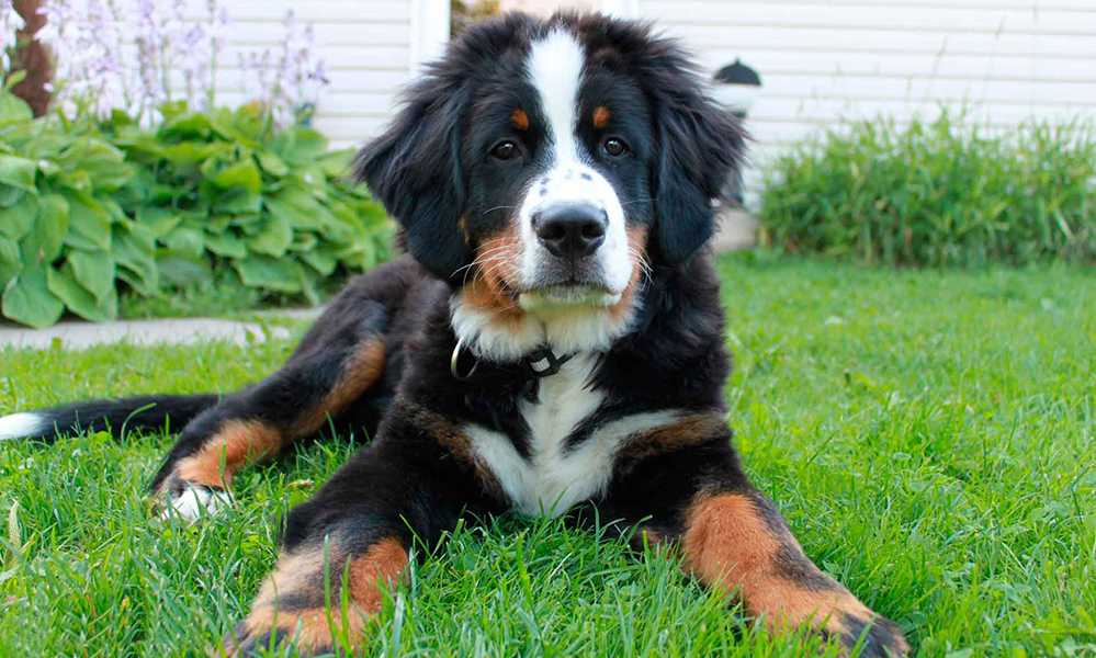 Азорская пастушья собака: описание породы, характер, фото | все о собаках