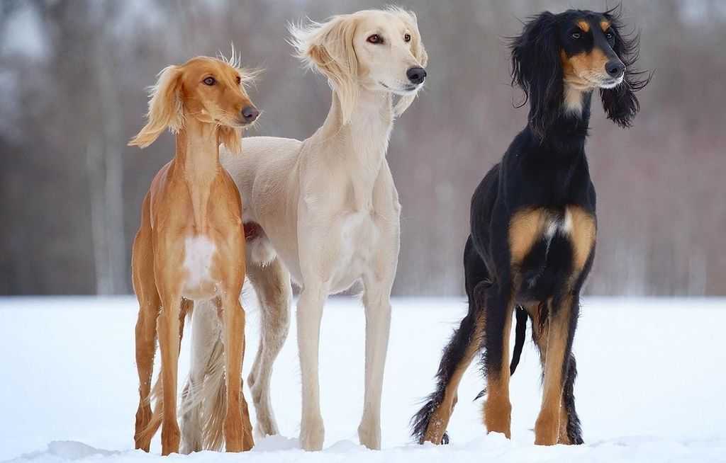 Самая первая порода собаки в мире | интересный сайт