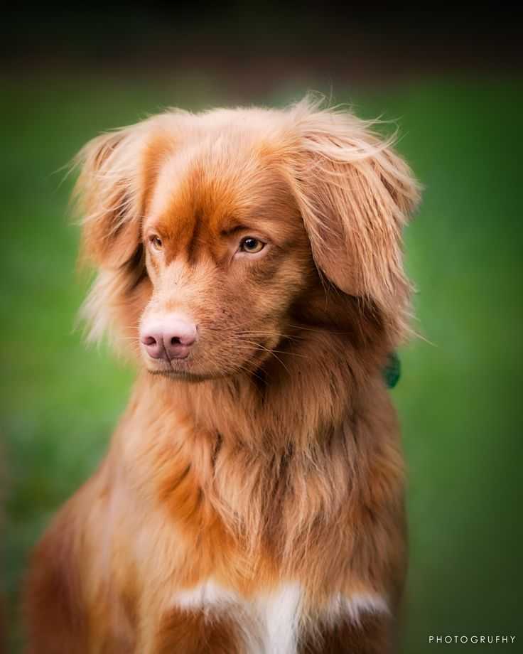 Новошотландский ретривер: фото собаки, описание породы, цена щенков и уход