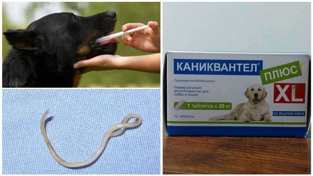 Каниквантел для кошек: инструкция по применению | цена, отзывы