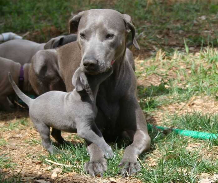 Блю-лейси: официальная собака техаса