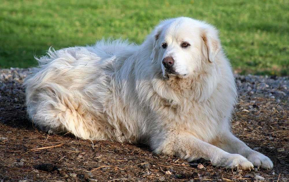 Горная пиренейская собака: описание породы, характер, дрессировка, отзывы :: syl.ru