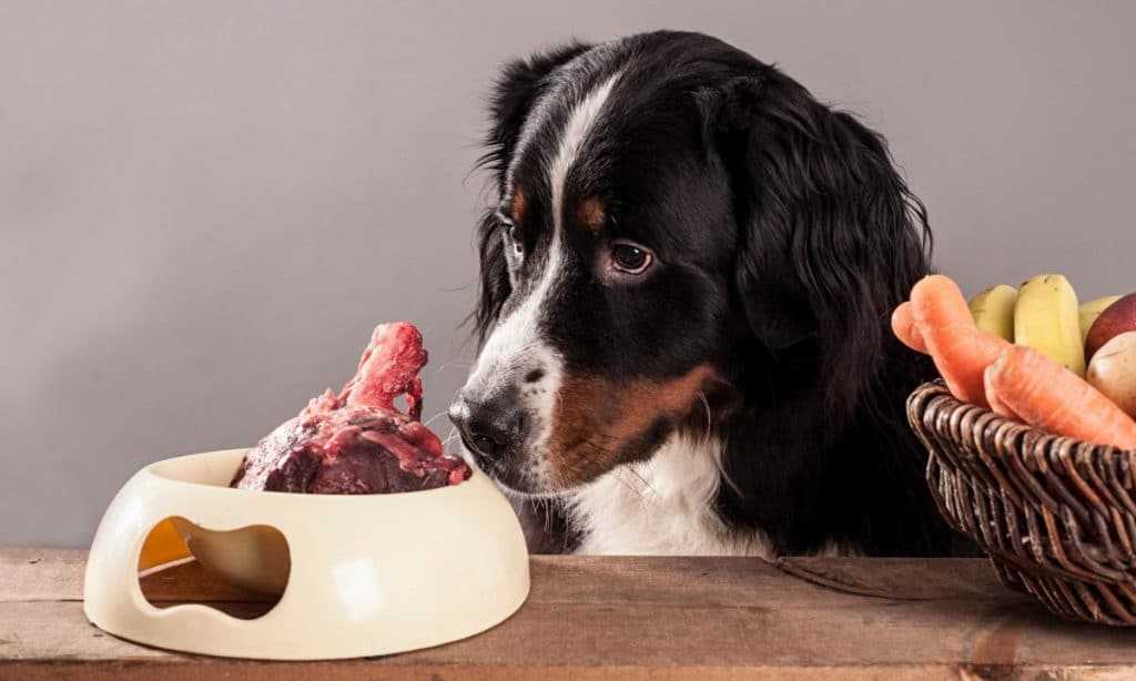 Можно ли кормить собаку свининой: какие субпродукты подходят для животного