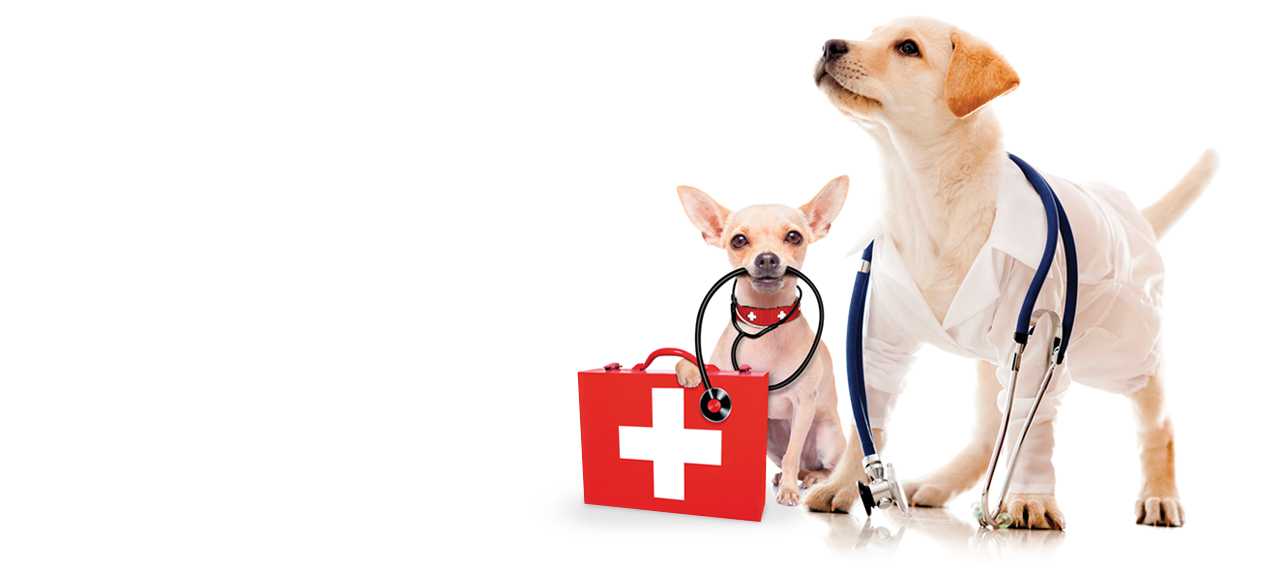 Острый влажный дерматит собак: профилактика и лечение | ветклиника "толстый лори"