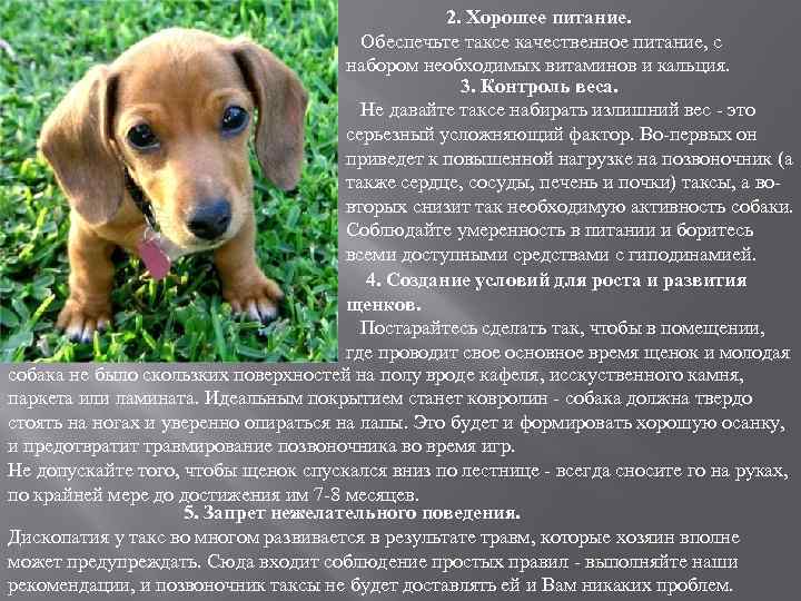 ᐉ порода собак похожая на таксу - zooshop-76.ru