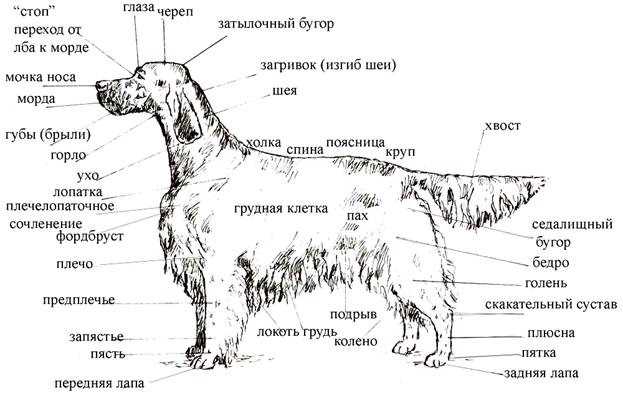 Все разновидности породы собак сеттер с фото