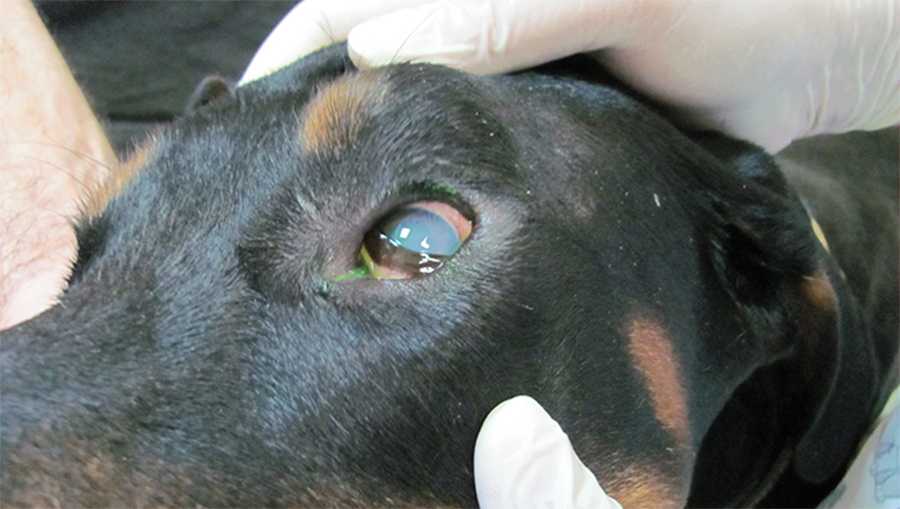 Микоплазмоз у собак — симптомы, лечение, признаки заболевания