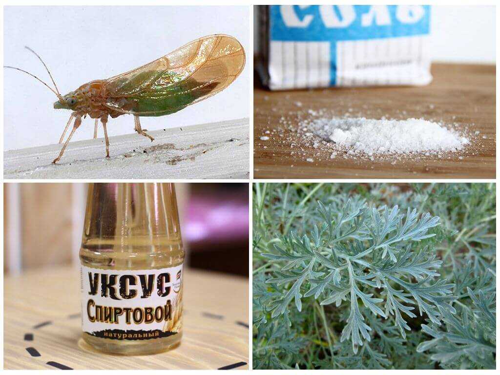 Блохи у кошек
