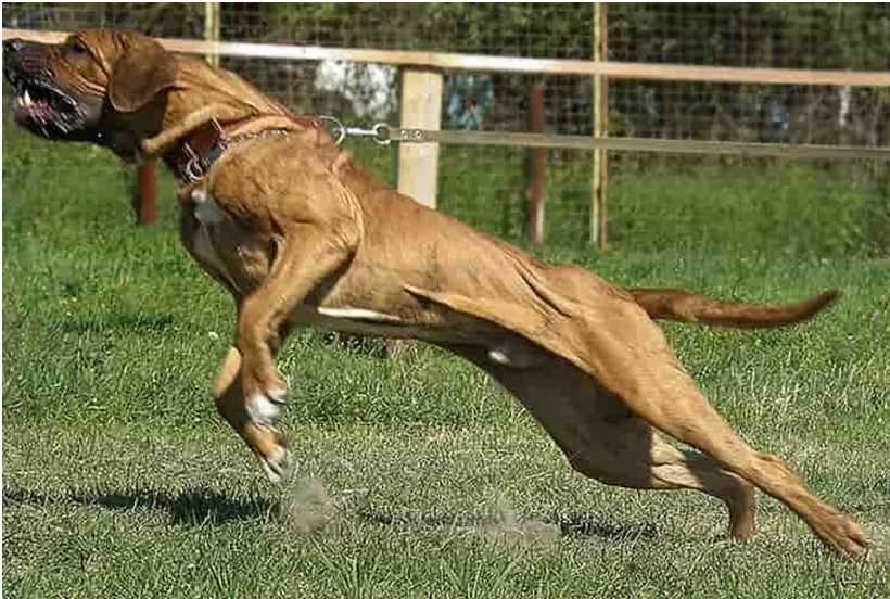 Самые опасные собаки в мире | fotovarka - сплетни рунета