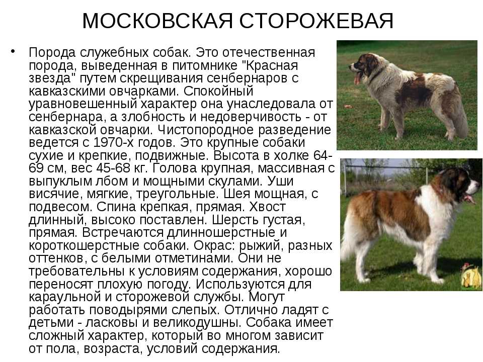Московская сторожевая: характеристика породы, советы по уходу и содержанию