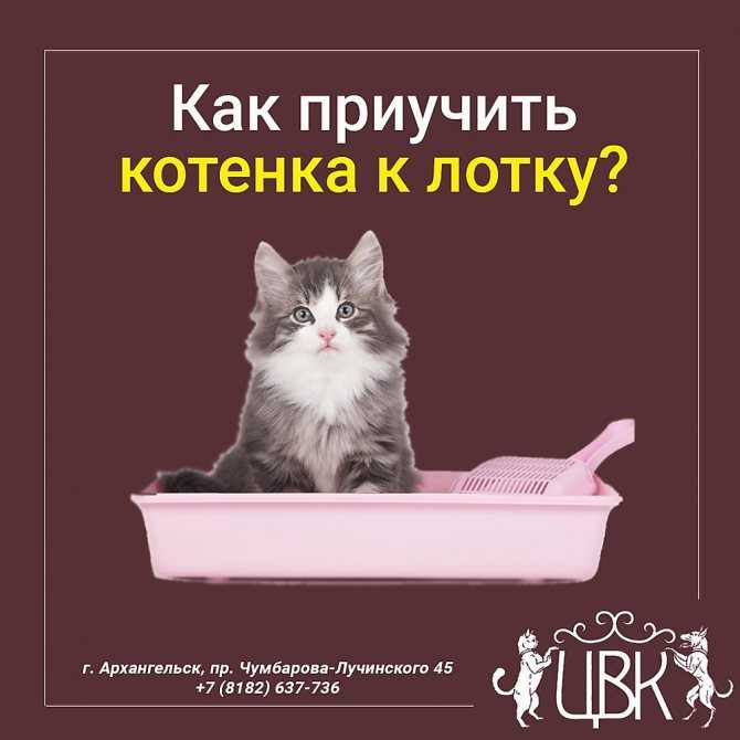 Как приучить кота к воде и купанию, чтобы он не боялся мыться в ванне
