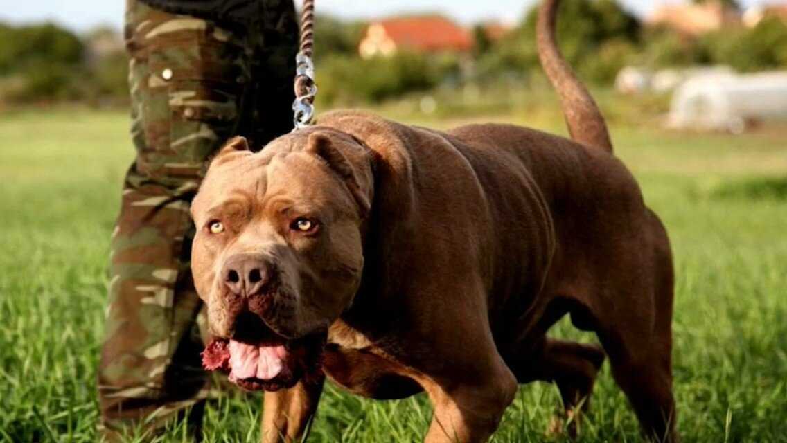 Самые опасные собаки в мире — 10 пород, фото, описание
