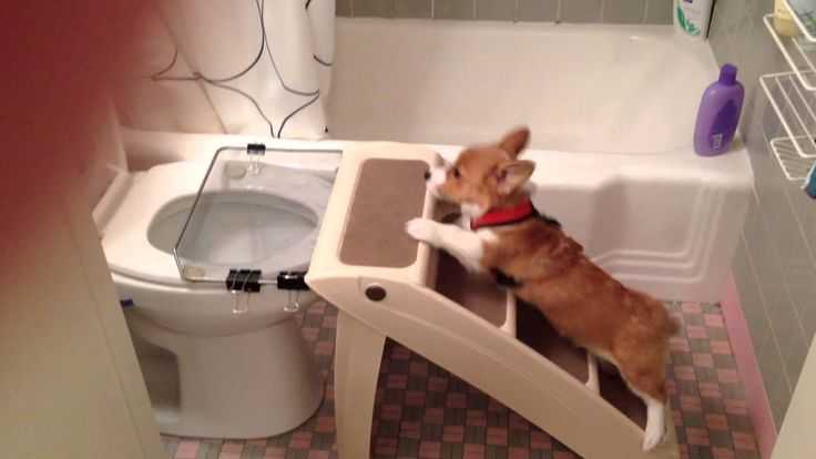 Как приучить щенка к туалету? – pet-mir.ru