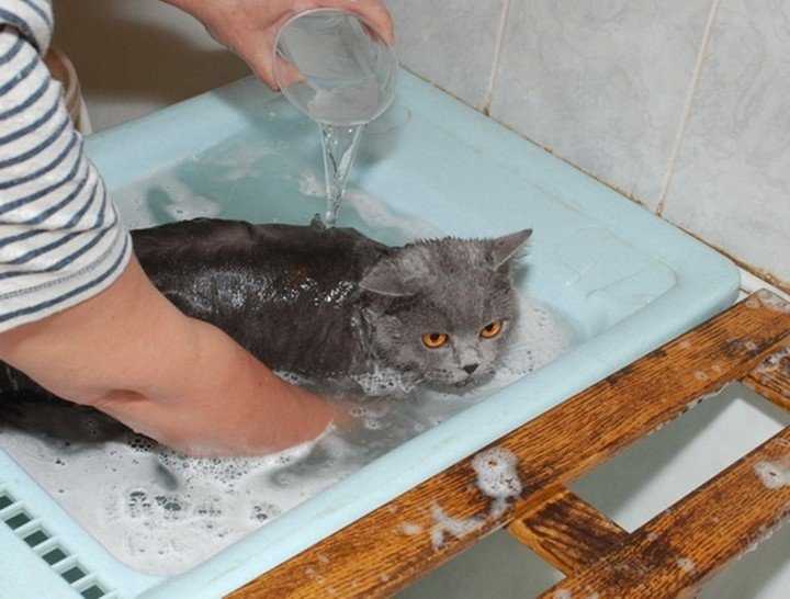 Как купать сфинкса — обсуждение в группе "кошки" | птичка.ру