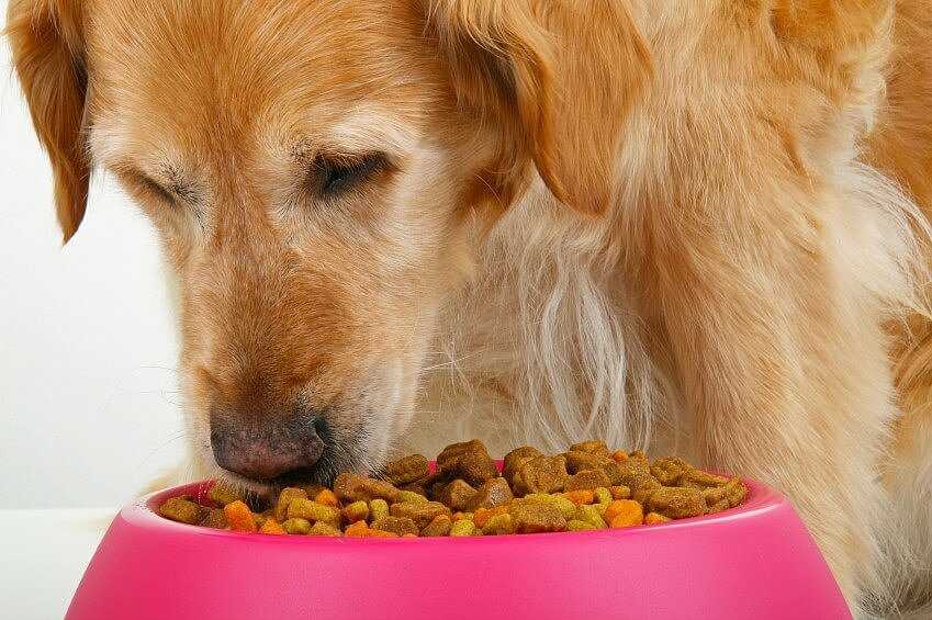 Для чего нужно размачивать сухой корм для взрослой собаки и как правильно это делать?
