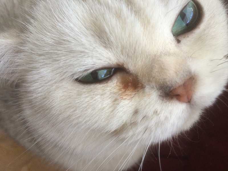 У кошки кровь в глазу - симптомы, причины и лечение