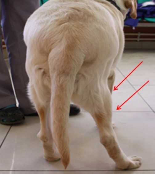 Отказ задних лап у собак - симптомы, причины, первая помощь
