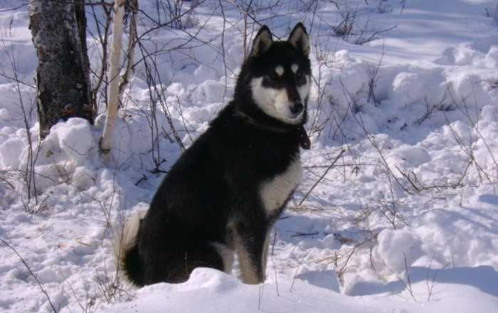 Восточно-сибирская лайка: все о собаке, фото, описание породы, характер, цена