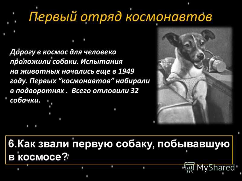 Что стало с лайкой - первой собакой в космосе | brave defender