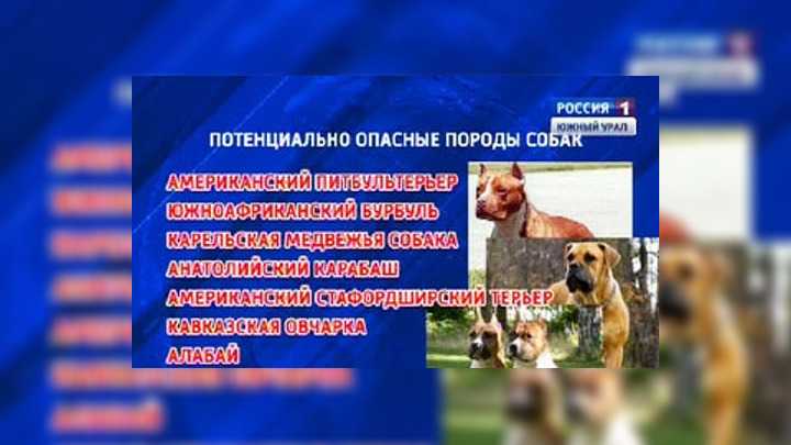 Список опасных пород собак в россии в 2021 году: все породы с новыми поправками