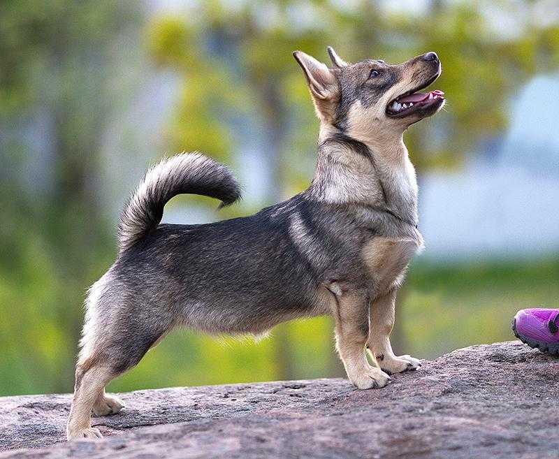Шведский вальхунд — описание породы и характер собаки