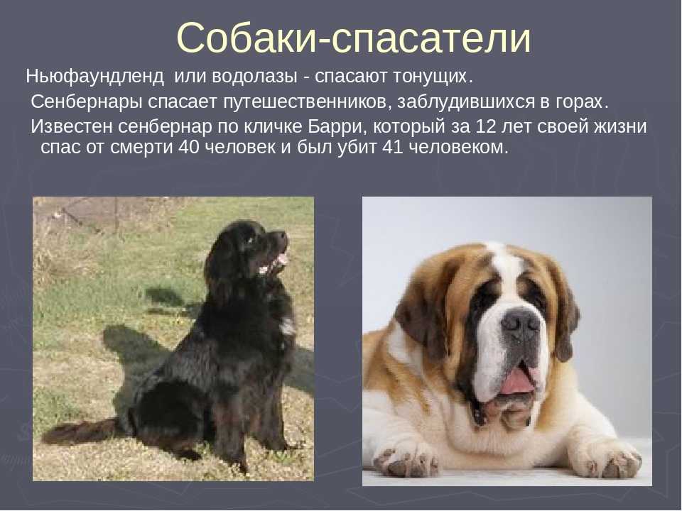 Сенбернар: все о собаке, описание породы с фото, характер, цена