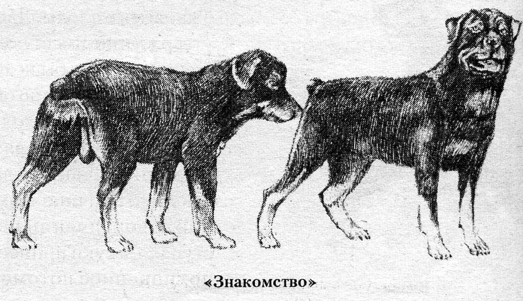 Вязка собак: возраст, выбор партнера и места, а также особенности