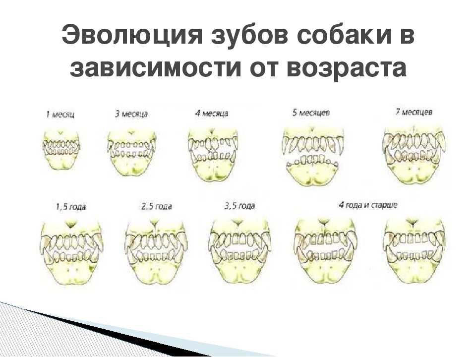 Смена зубов у собак карликовых пород | блог ветклиники "беланта"
