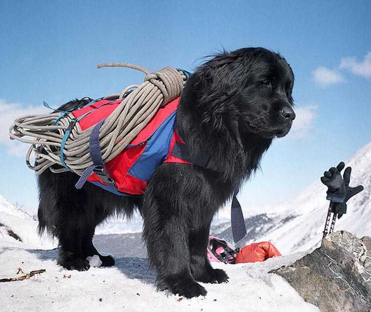 Какая порода собак спасает альпинистов
