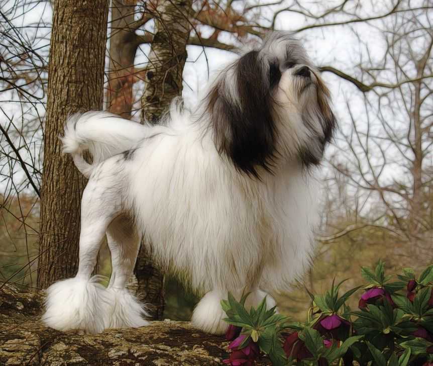 Собака породы лион бишон фото