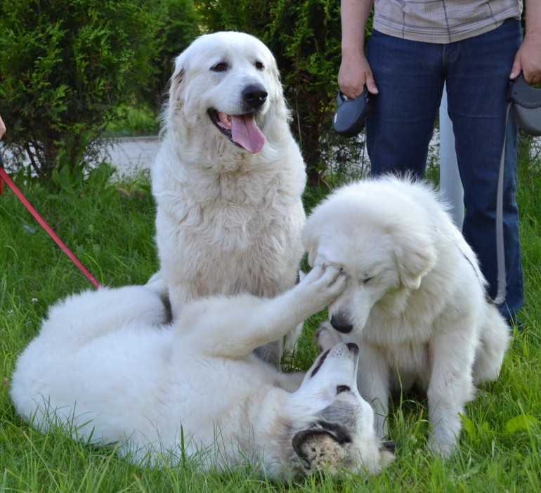 Характеристика собак породы пиренейская горная собака с отзывами и фото