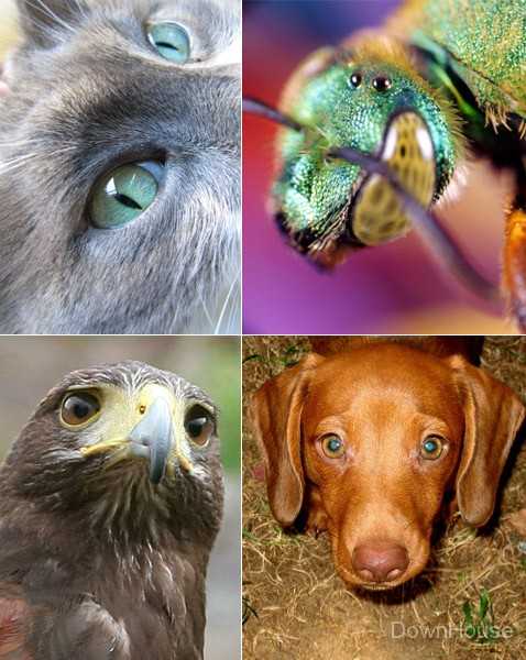 Как видят собаки? 34 фото какие цвета различают собаки? какое у собак зрение: цветное или черно-белое? как собаки видят окружающий мир в темноте? как проверить их зрение?