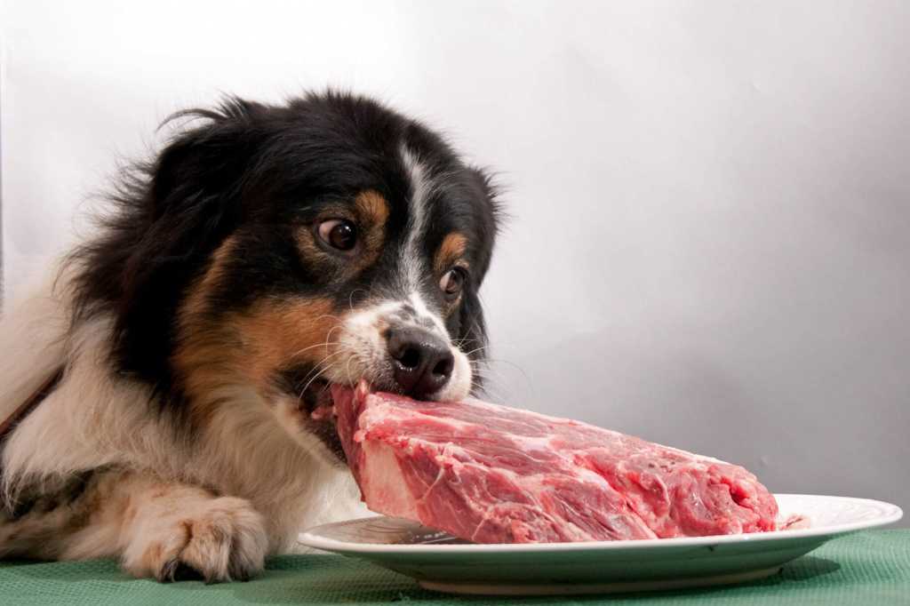 Почему собакам нельзя давать свинину? 17 фото можно ли кормить щенка вареной свиной печенью? чем опасно сырое свиное мясо?