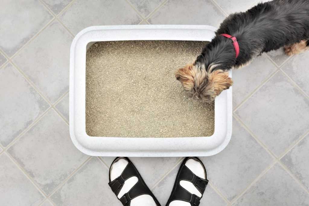 Как приучить собаку ходить на пеленку в квартире? – полезные советы - kupipet.ru