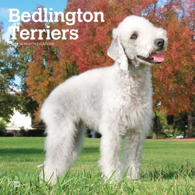 Бедлингтон-терьер: фото, описание породы, щенки, характеристика, размеры, стандарт собаки, стоимость