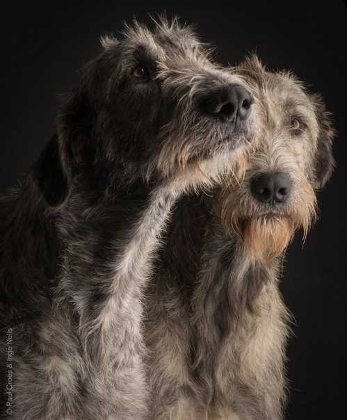 Ирландский волкодав собака. описание, особенности, виды, уход и цена породы | живность.ру