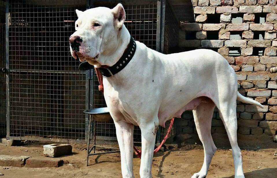 Гуль-донг, пакистанский бульдог: описание породы с фото, особенности дрессировки бойцовой собаки