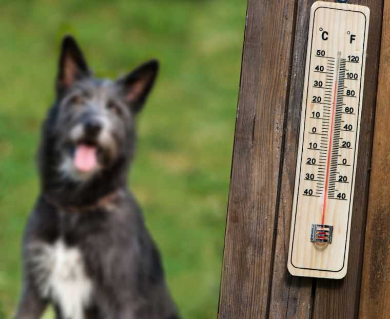 Как помочь собаке в жару: 12 простых способов;