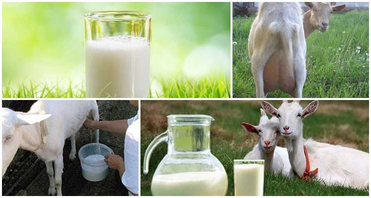Можно ли давать взрослой собаке или щенку пить коровье или козье молоко, как часто, можно ли каши на молоке